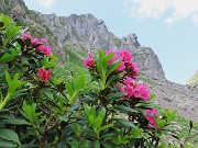 34 Rhododendron ferrugineum (Rododendro rosso) con la Sfinge